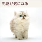 �тÂ₪�C�ɂȂ�