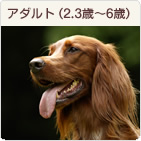 �A�_���g�i2,3�΁`6�΁j