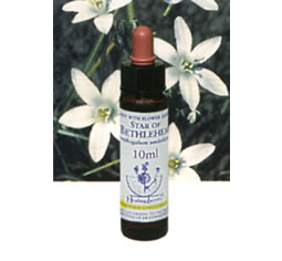�X�^�[�I�u�x�c���w��