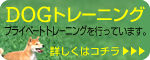 �h�b�O�g���[�j���O