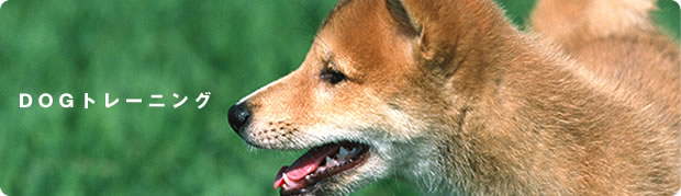 DOGトレーニング